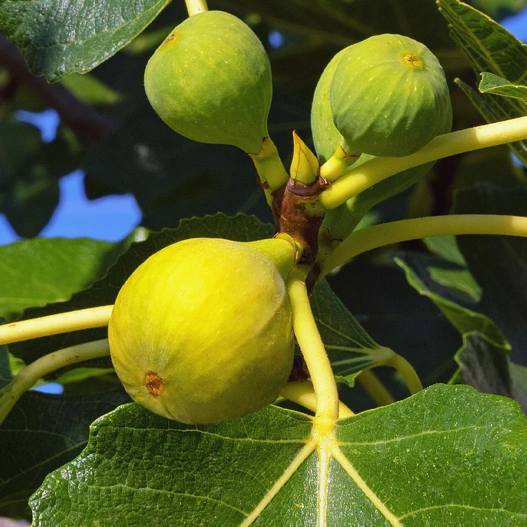 Jonry Tree Italian Honey Fig Tree - FastGrowingTrees