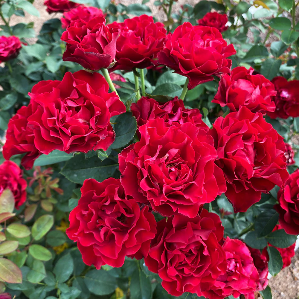 Tree With Roses Dark Dancing In The Dark Rose Tree - FastGrowingTrees