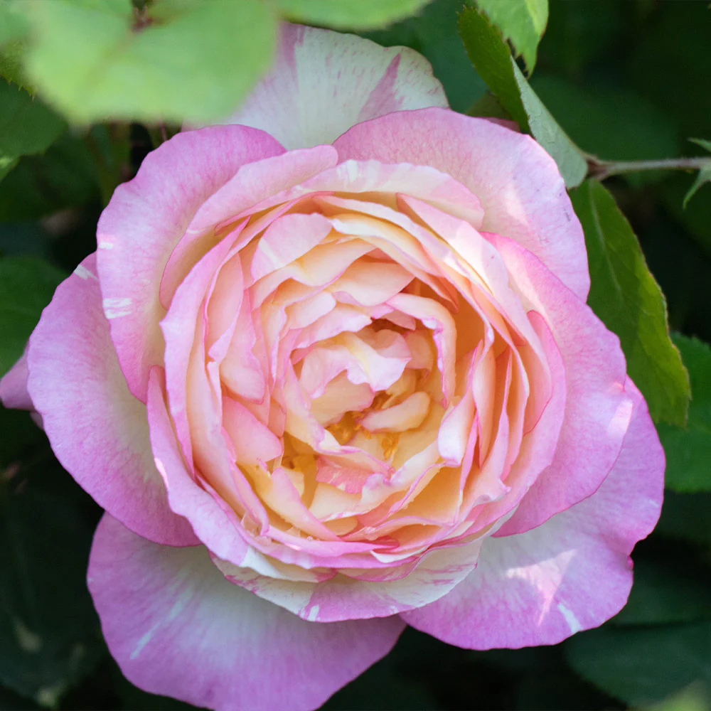 Marc Chagall Rose Tree - FastGrowingTrees