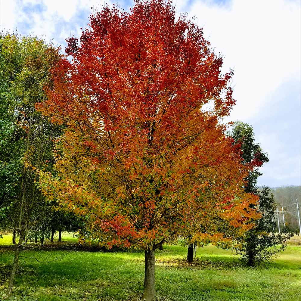 Chastity® Pear Tree - FastGrowingTrees