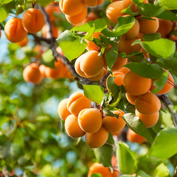 Harcot Apricot Tree - FastGrowingTrees