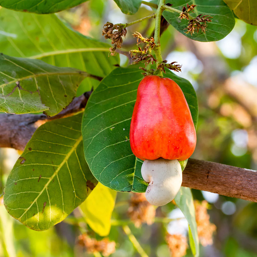 Cashew Tree - FastGrowingTrees
