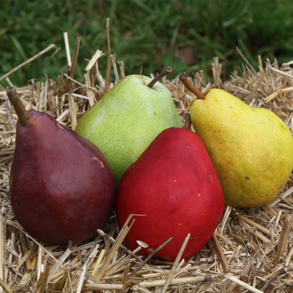 2-in-1 Pear Surprise Tree - FastGrowingTrees