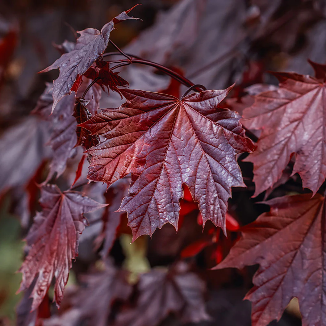 Crimson King Maple Tree - FastGrowingTrees