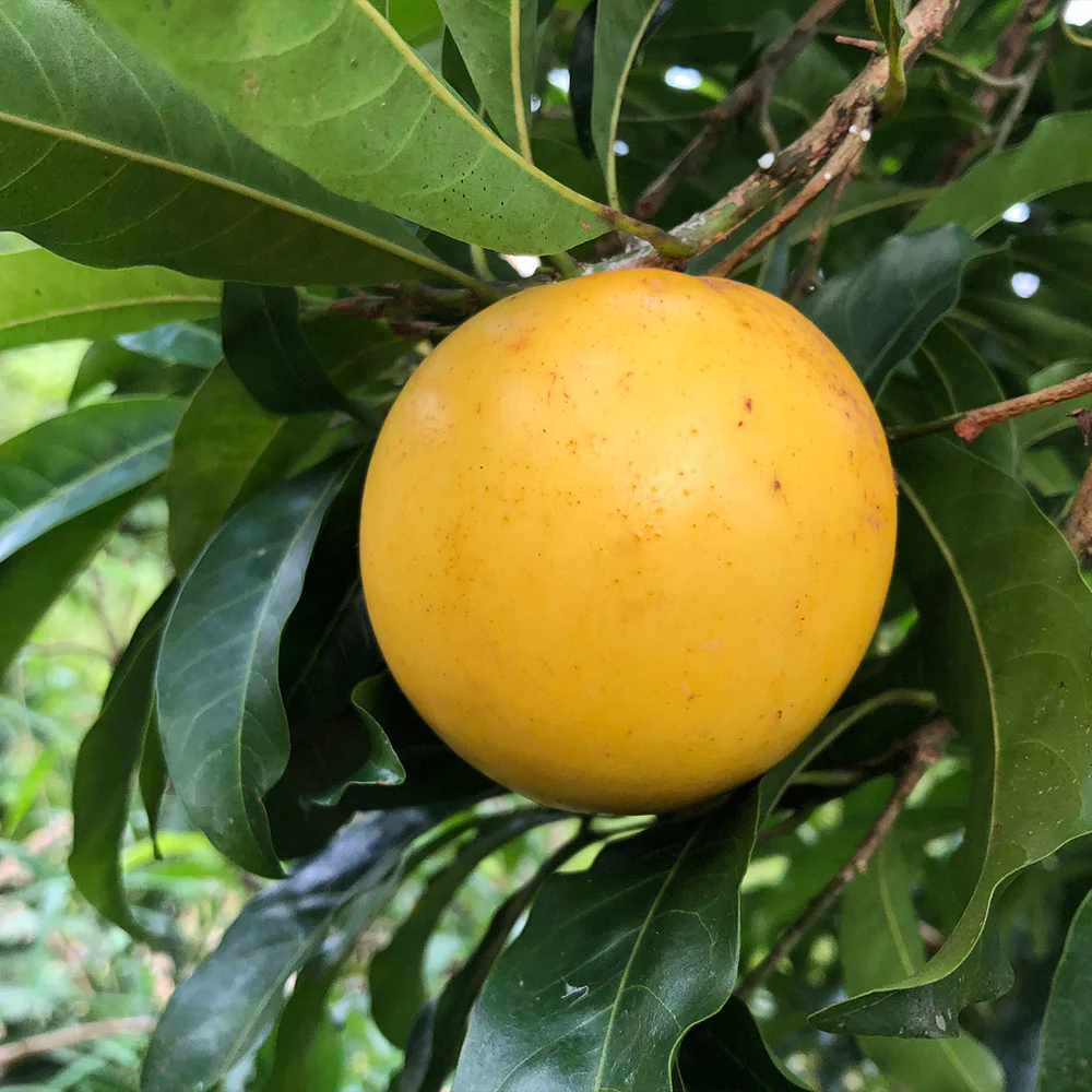 Abiu Tree - FastGrowingTrees