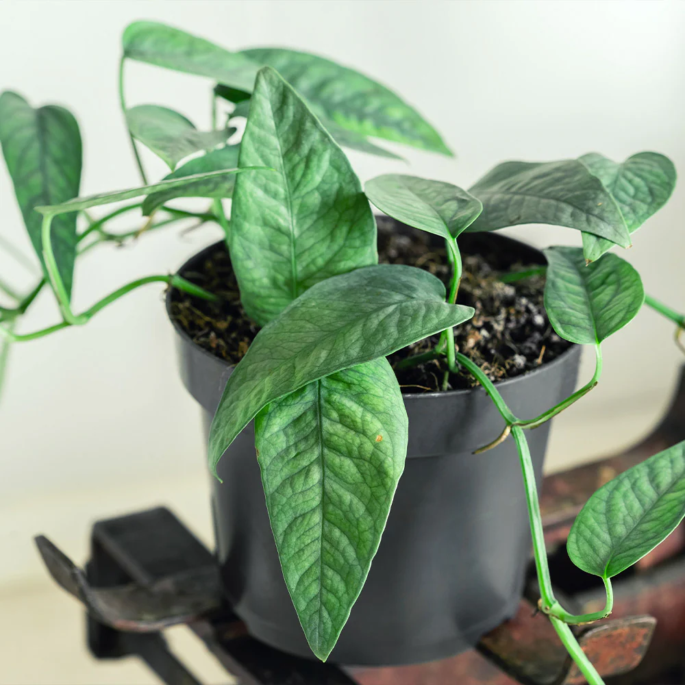 Great Description About Cebu Blue Pothos Carefeed