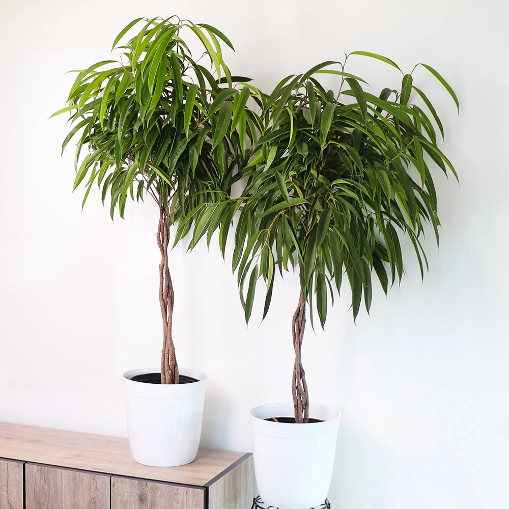 Ficus Alii Braid Plant - FastGrowingTrees