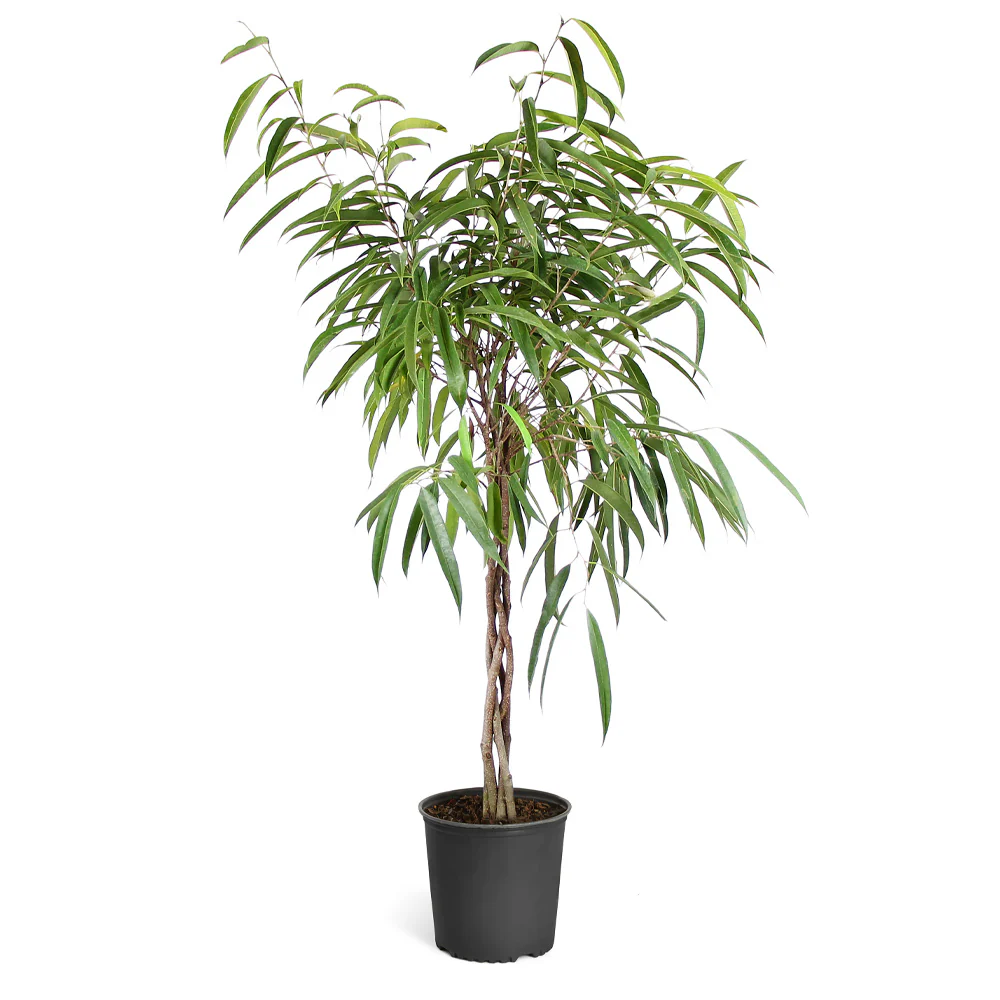 Ficus Alii Braid Plant - FastGrowingTrees