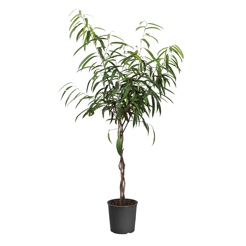 Ficus Alii Braid Plant - FastGrowingTrees