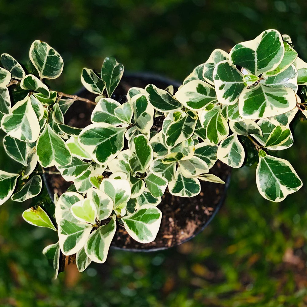 Variegated Ficus Triangularis Tree - FastGrowingTrees