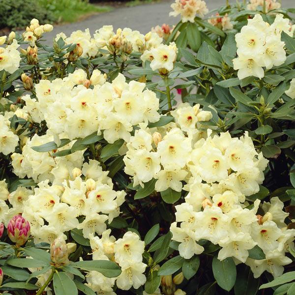 Yellowstone Rhododendron Yellow Rhododendron Shrub - FastGrowingTrees