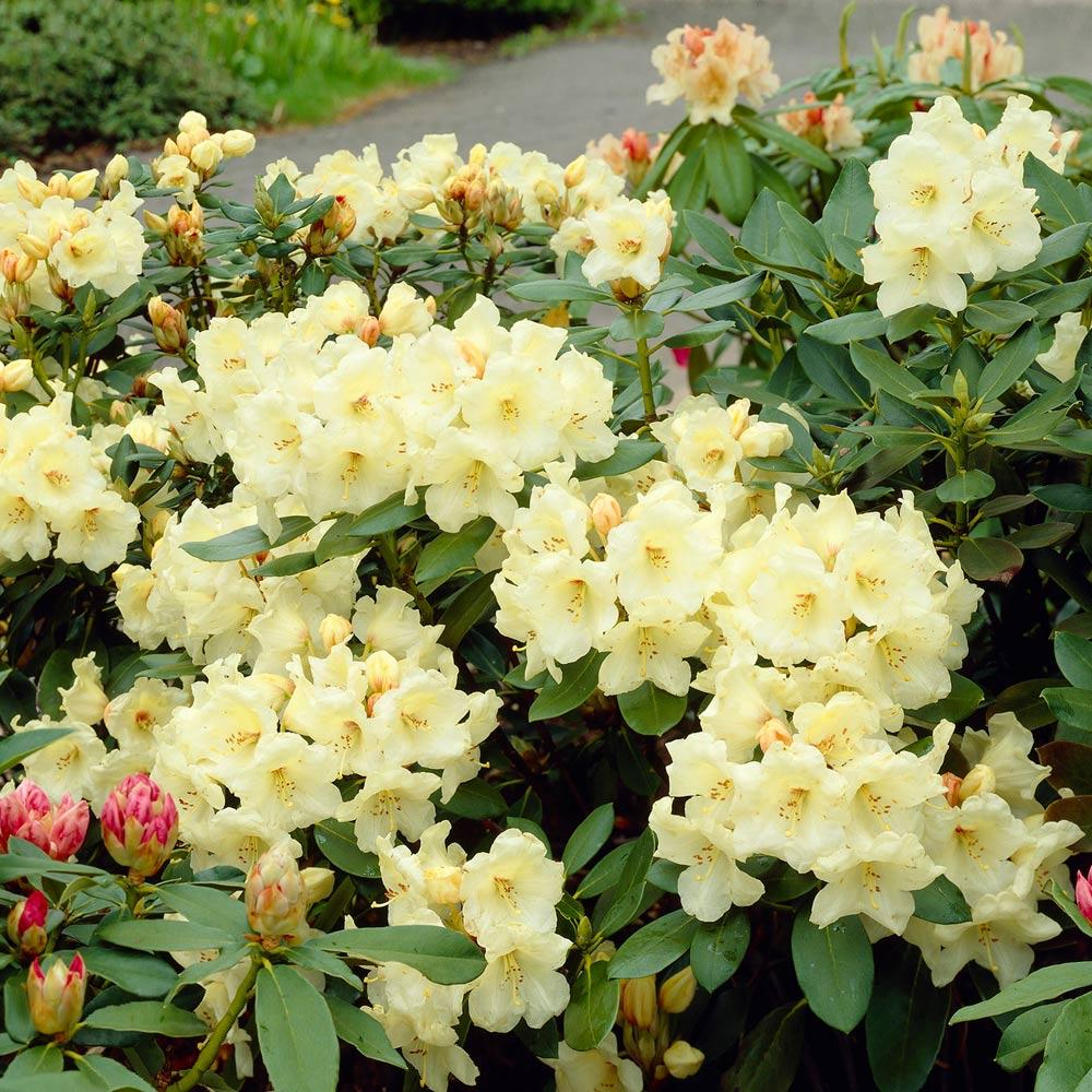 Yellow Rodedendron Yellow Rhododendron Shrub - FastGrowingTrees