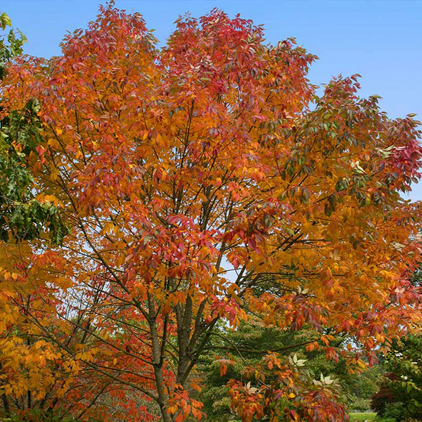 Autumn Purple Ash Tree - FastGrowingTrees