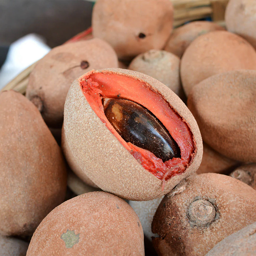 Mamey Fruit Tree - FastGrowingTrees