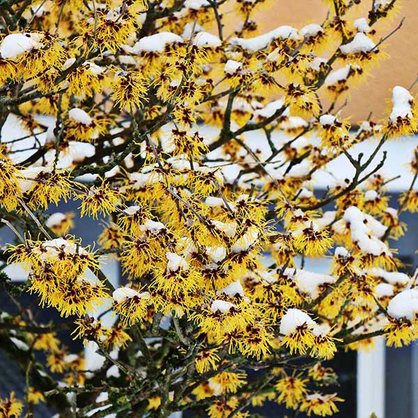 Common Witch Hazel Shrub - FastGrowingTrees