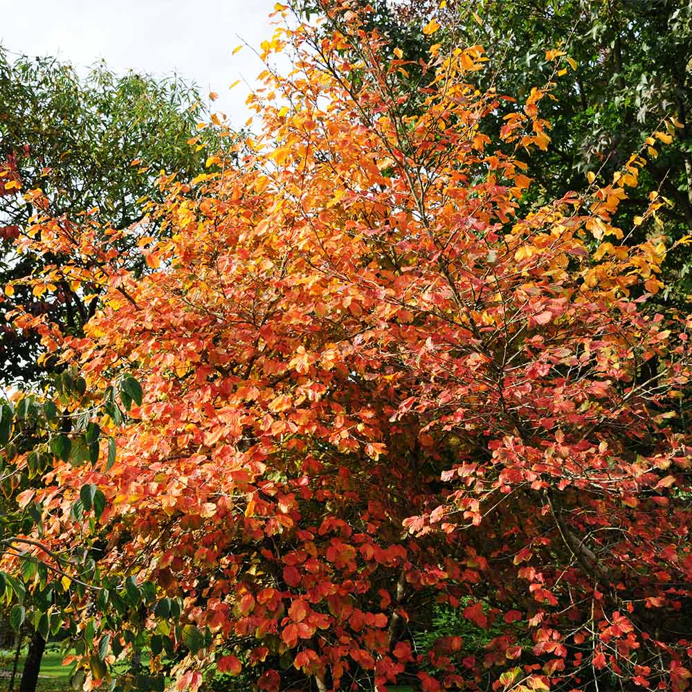 Common Witch Hazel Shrub - FastGrowingTrees