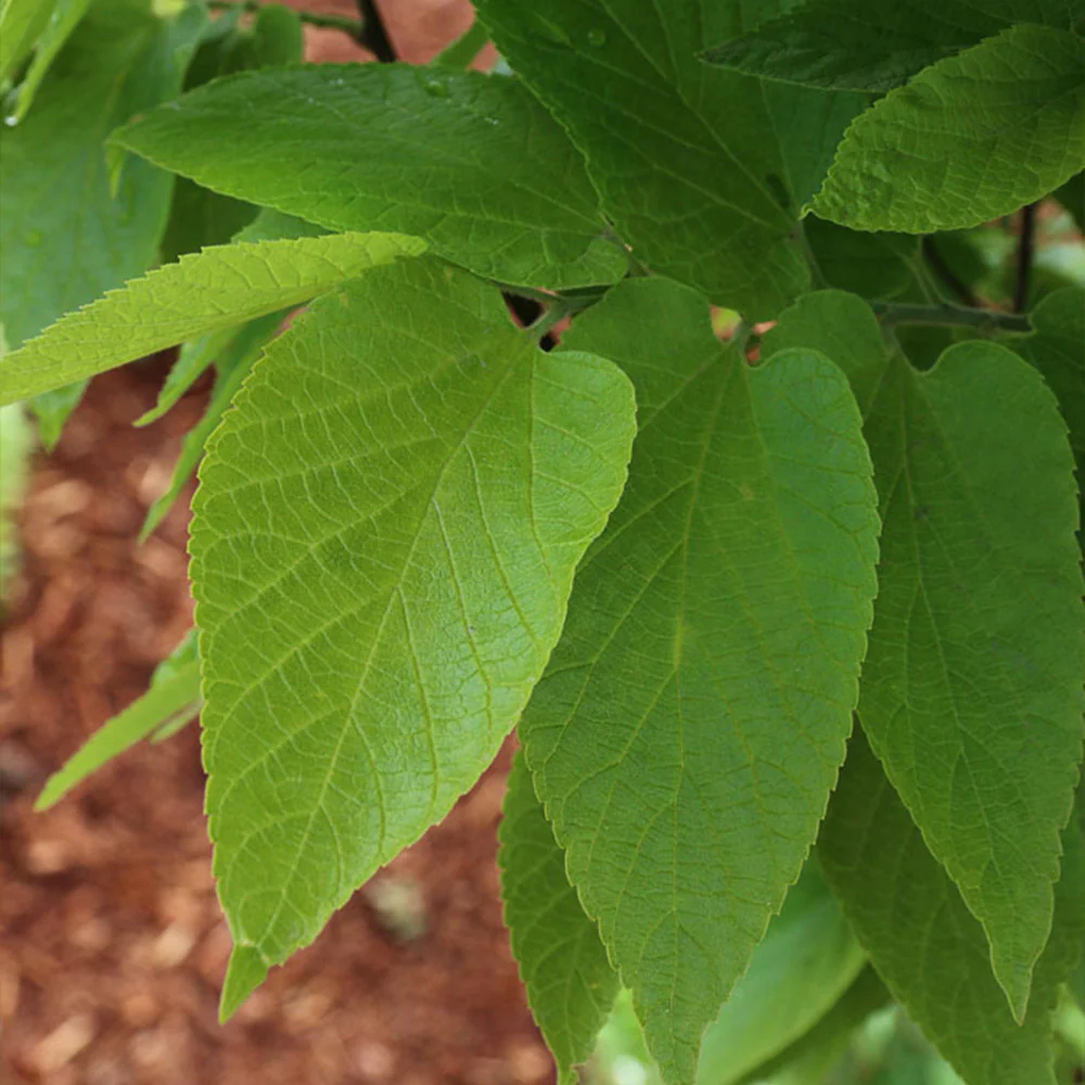 Prairie Sentinel® Hackberry Tree - FastGrowingTrees