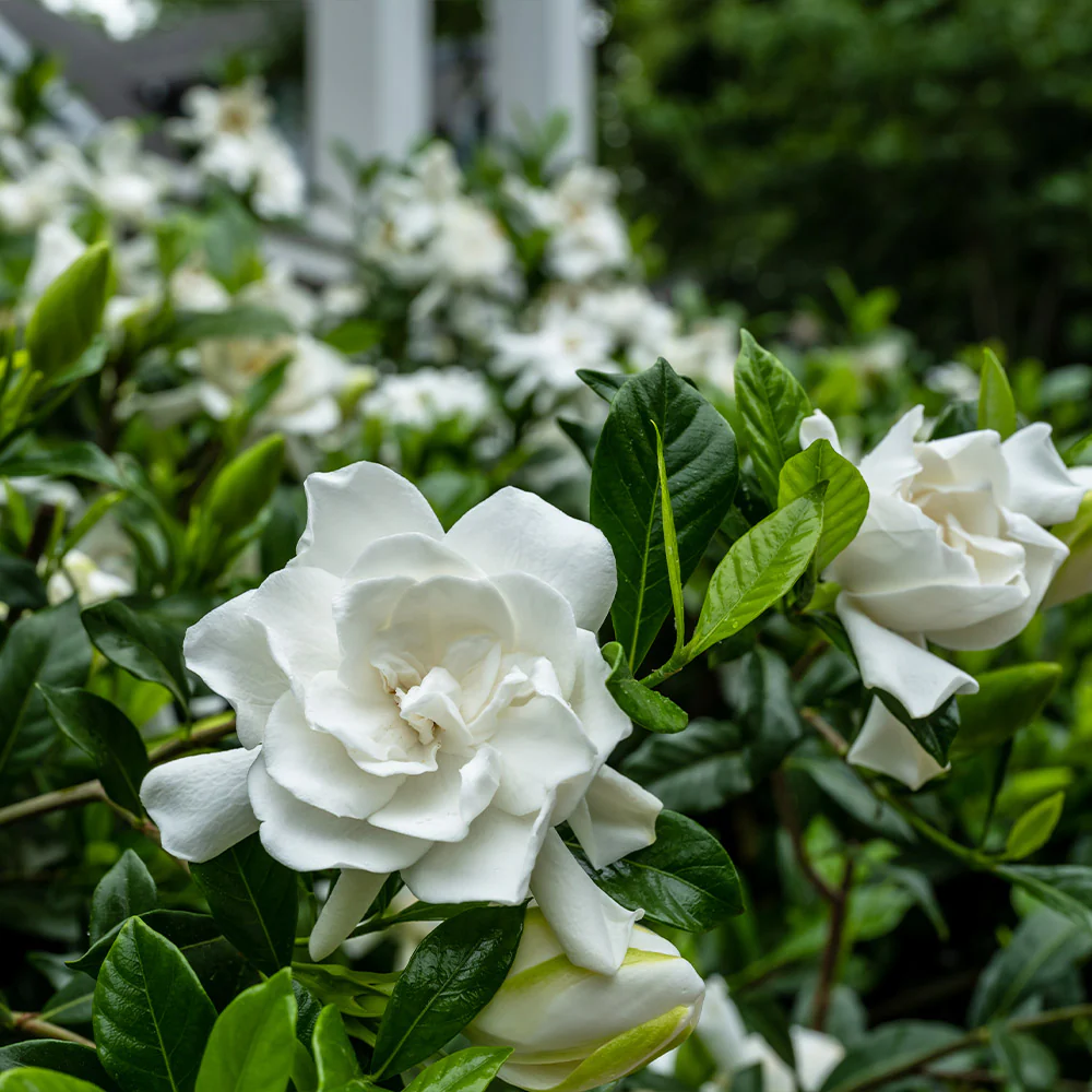 Cool Review About Gardenia Summer Snow