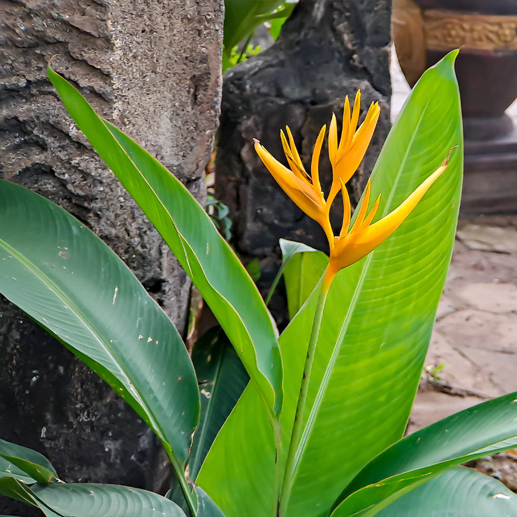 Andromeda Heliconia - FastGrowingTrees