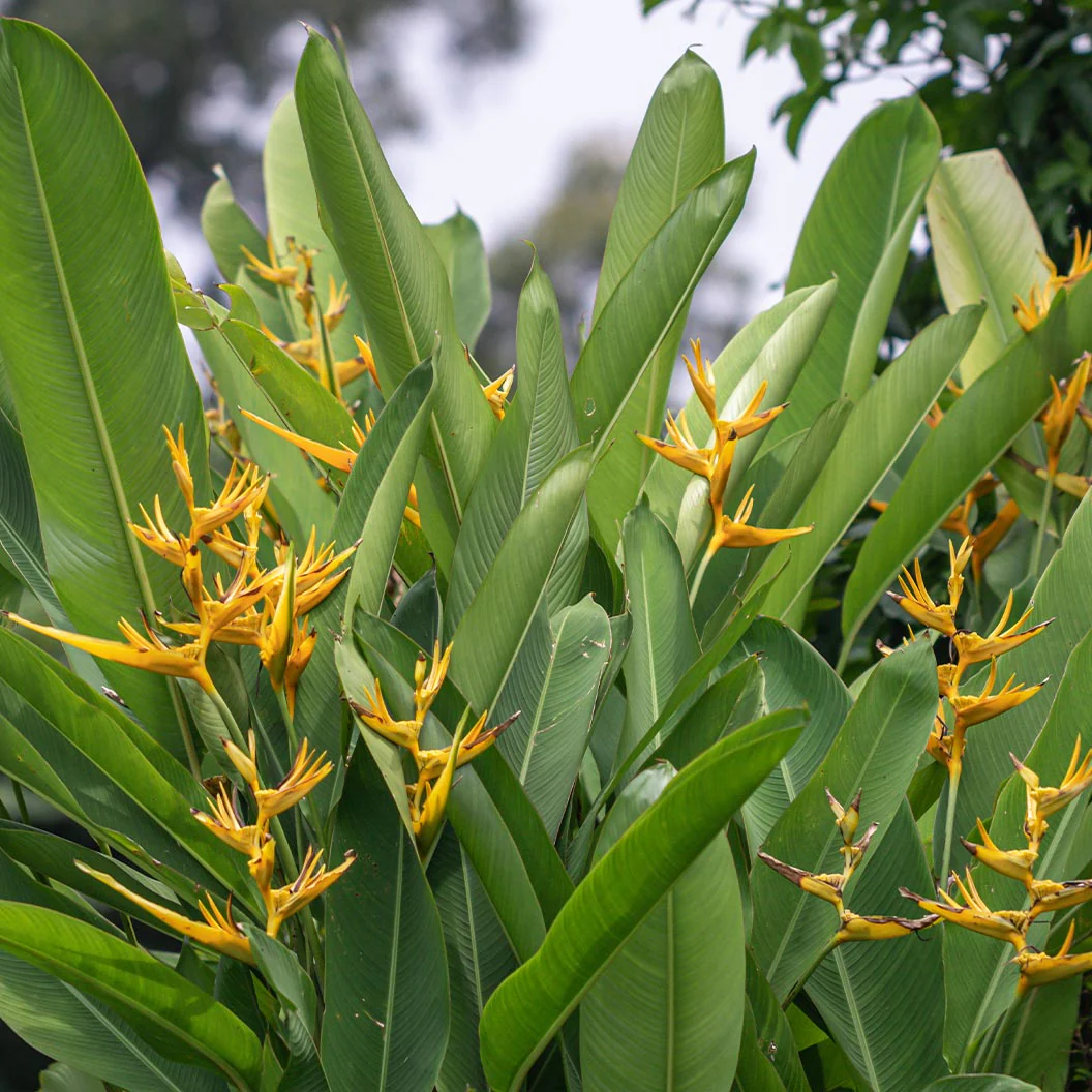 Andromeda Heliconia - FastGrowingTrees