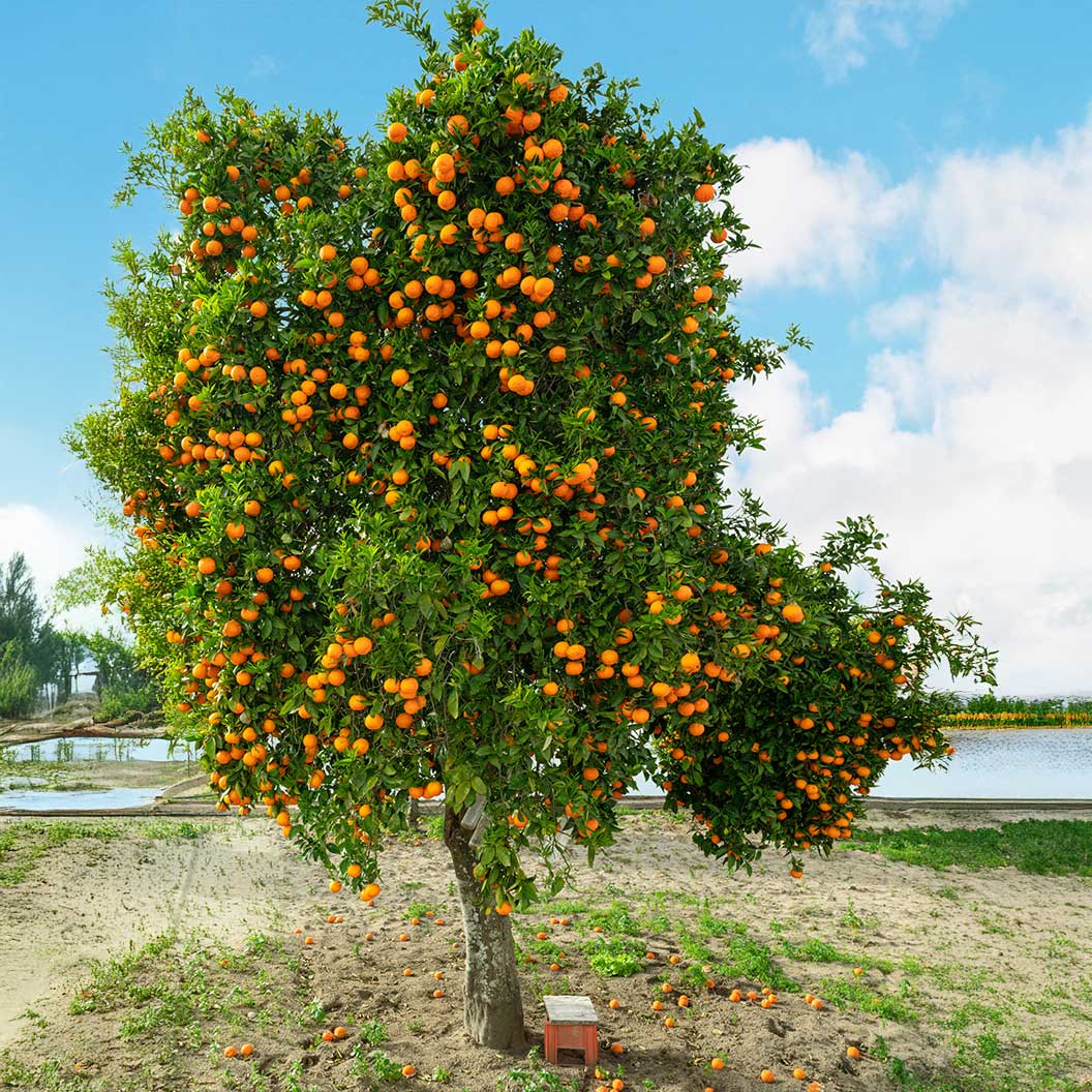 Autumn Gold Navel Orange Tree - FastGrowingTrees