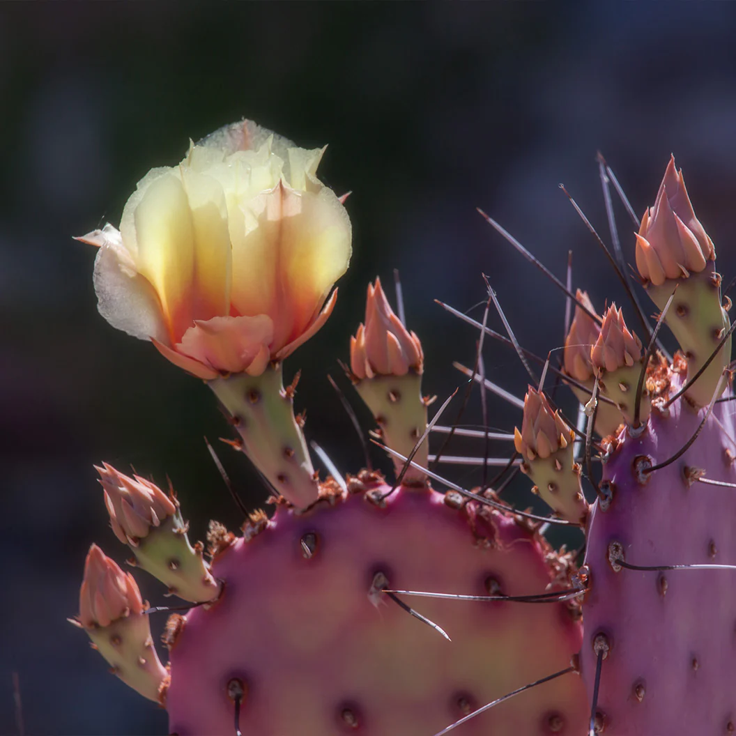 Santa Rita Tree Santa Rita Prickly Pear Cactus Shrub - FastGrowingTrees
