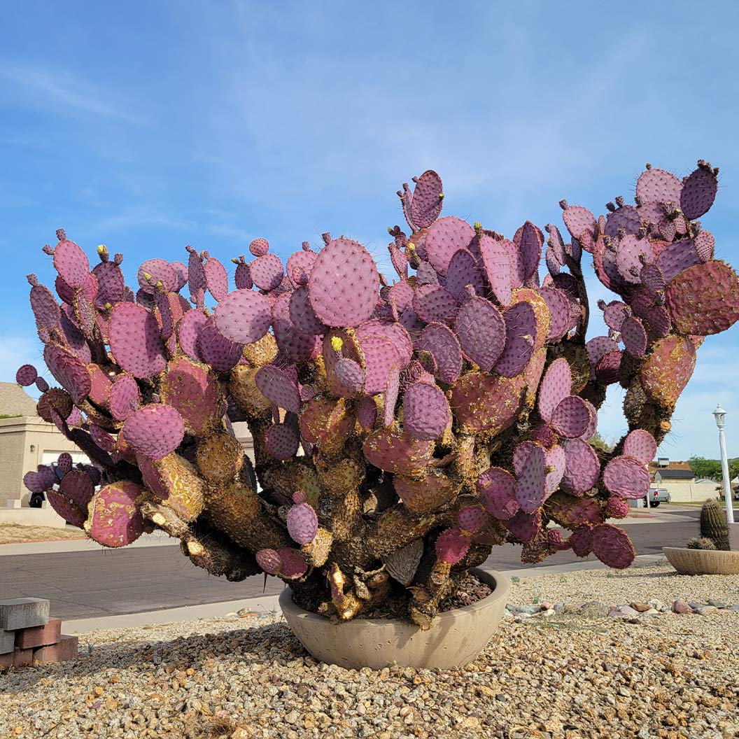 Santa Rita Tree Santa Rita Prickly Pear Cactus Shrub - FastGrowingTrees